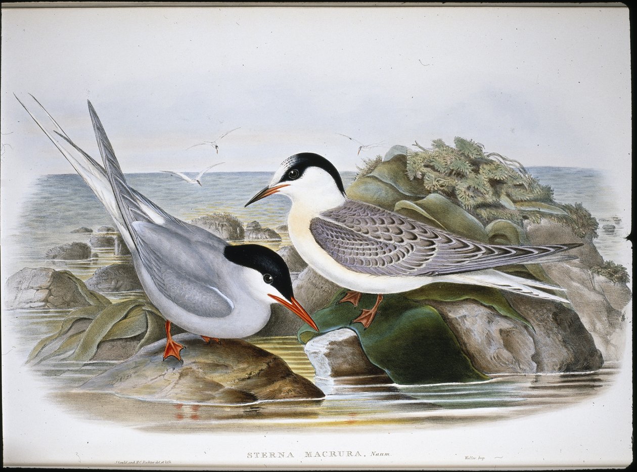 Sarkvidéki csér (Sterna Macrura) (kézzel színezett litho) alkotó: John (after) Gould