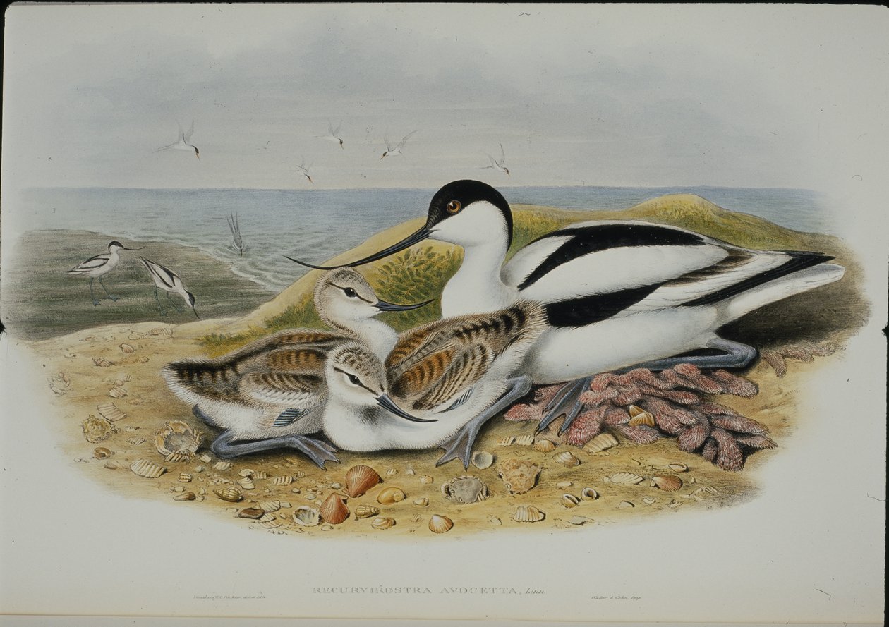 Avocet (Recurvirostra Avocetta) (kézzel színezett litho) alkotó: John (after) Gould