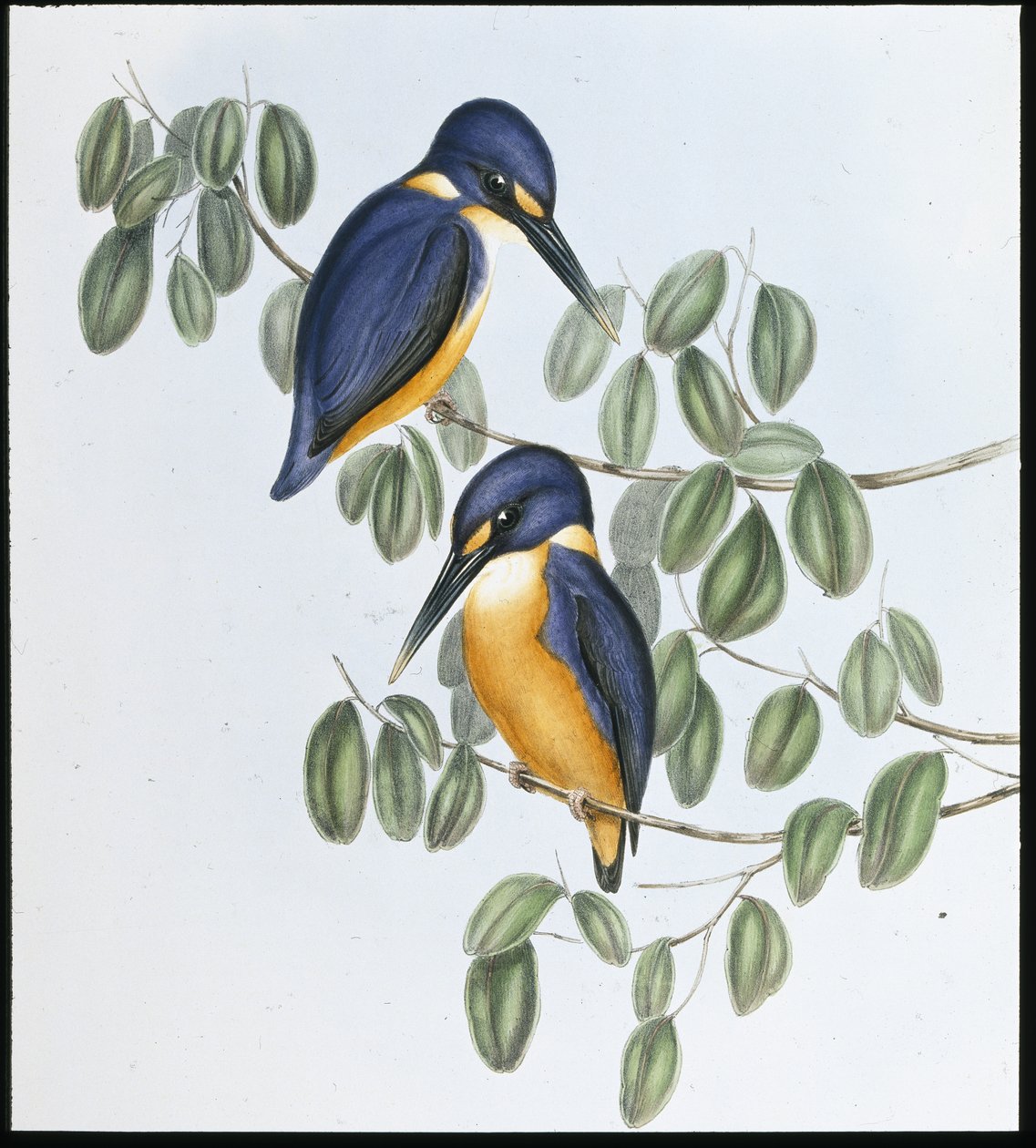 Azure Kingfisher (Alcyone Azurea) (kézzel színezett litho) alkotó: John (after) Gould