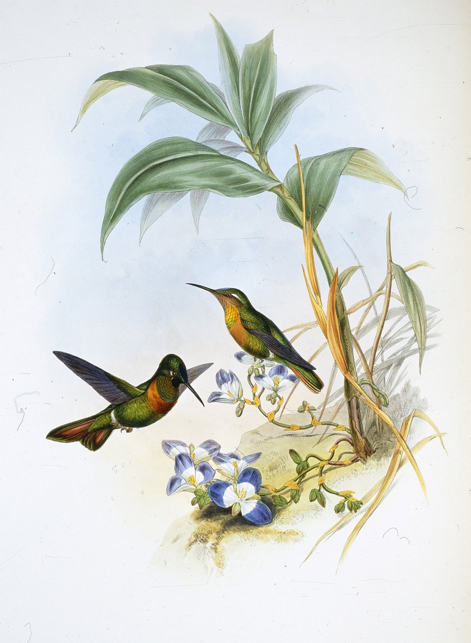 Sávos rubin (Clytolaema Aurescens) (kézzel színezett litho) alkotó: John (after) Gould