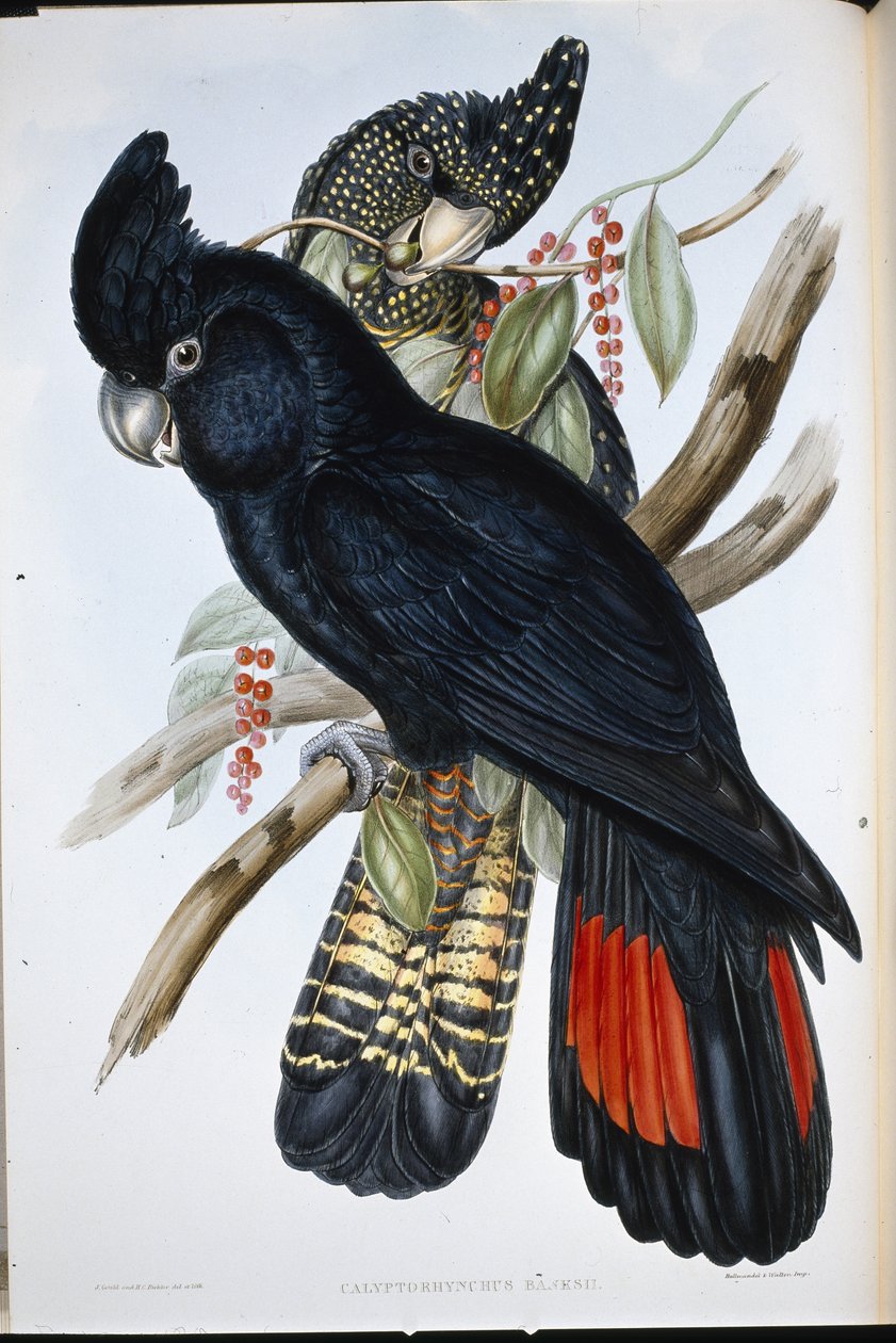 Banksi kakadu (Calyptorhynchus Banksii) (kézzel színezett litho) alkotó: John (after) Gould