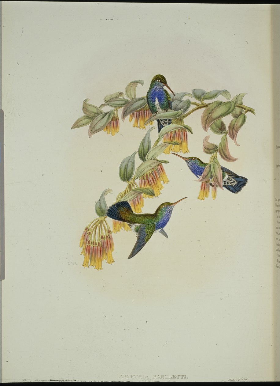 Bartlett smaragd kolibri (Anartria Bartletts) (kézzel színezett litho) alkotó: John (after) Gould