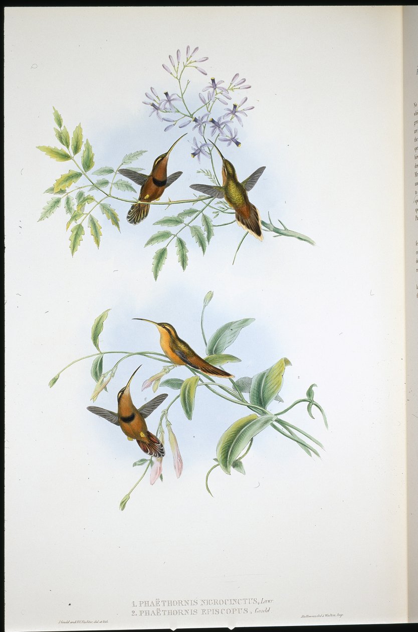 Öves remete (Phoethorn Nigrocinct) és Remete püspök (Phaethornis püspöke) (kézzel színezett litó) alkotó: John (after) Gould