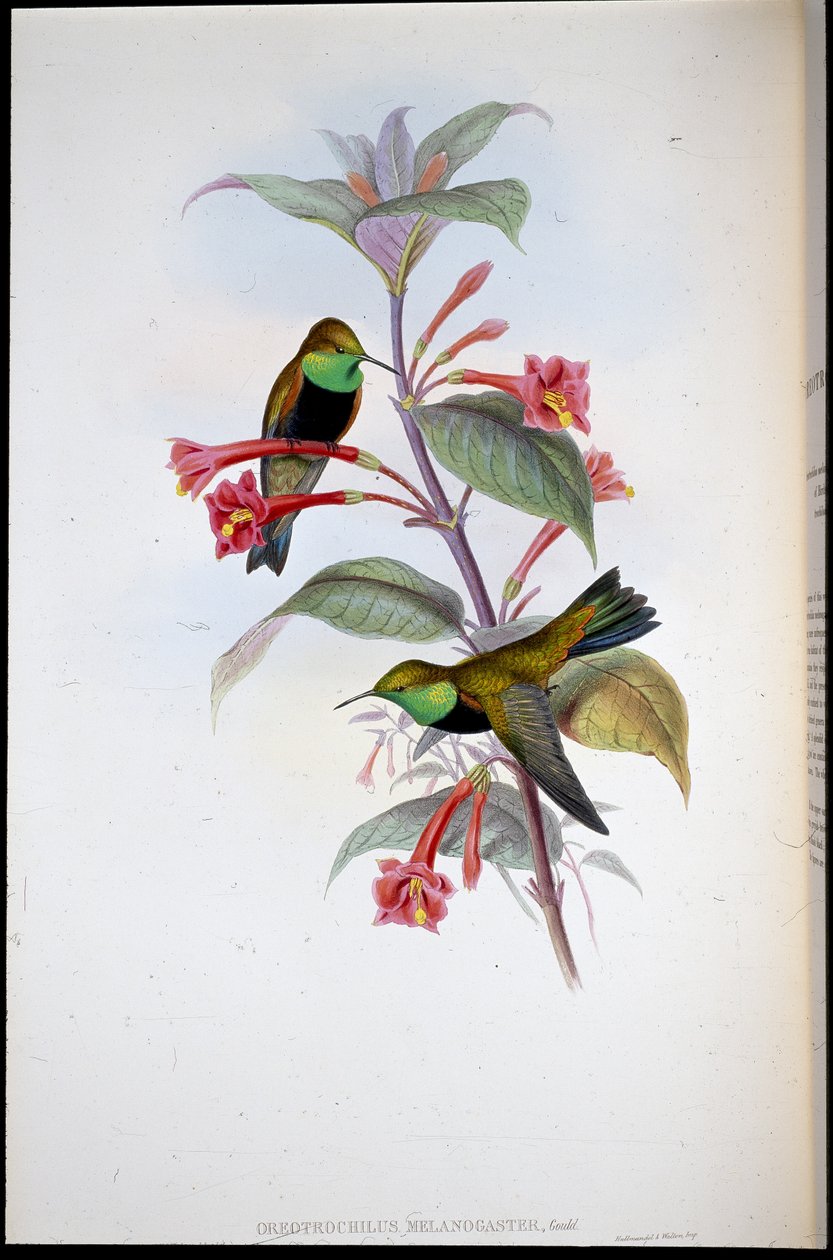 Feketemellű dombcsillag (Oreotrochilus Melanogaster) (kézzel színezett litho) alkotó: John (after) Gould