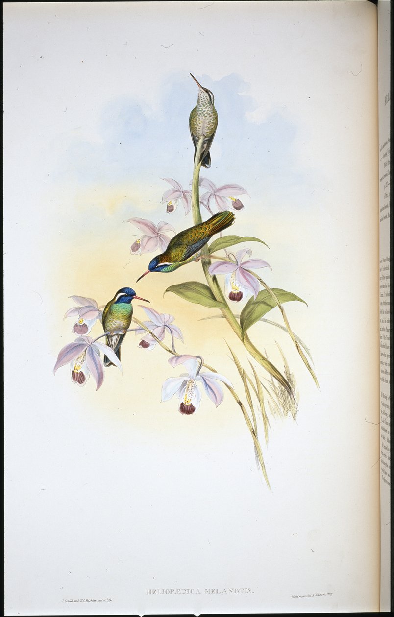 Feketefülű kolibri (Heliopaedica Melanotis) (kézzel színezett litográfia) alkotó: John (after) Gould
