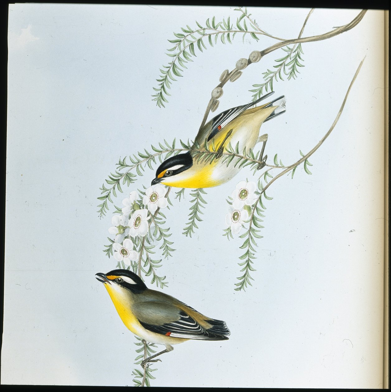 Feketefejű Pardalote (Pardalotus Melanocephalus) (kézzel színezett litho) alkotó: John (after) Gould