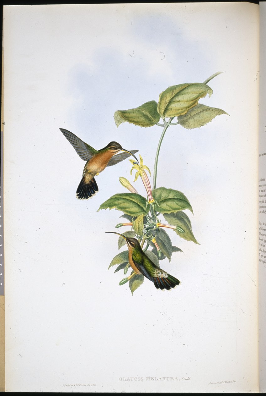 Feketefarkú remete (Glaucis Melanura) (kézzel színezett litho) alkotó: John (after) Gould