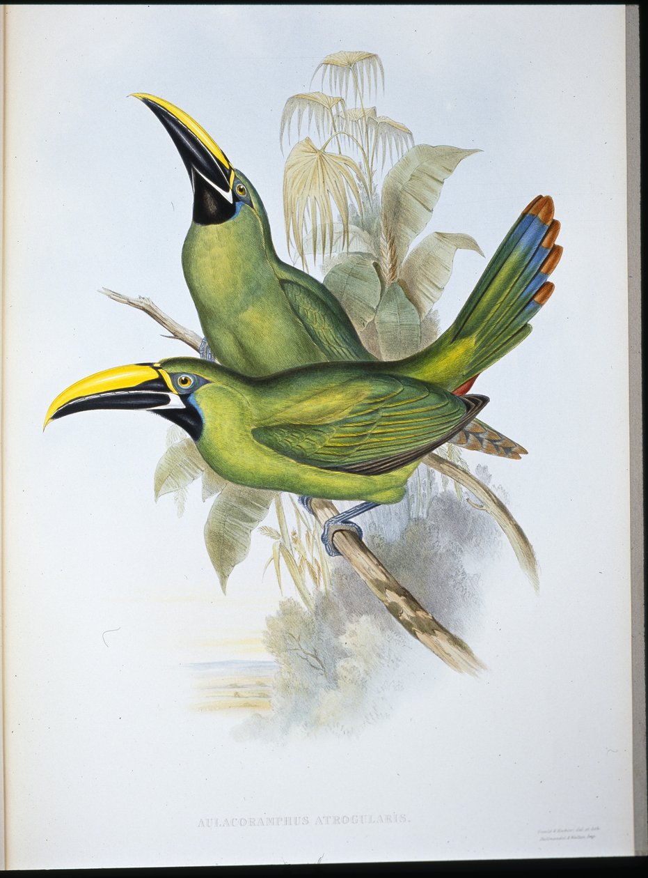 Fekete torkú barázdacsőrű tukán (Aulacoramphus Atrogularis) (kézzel színezett litho) alkotó: John (after) Gould