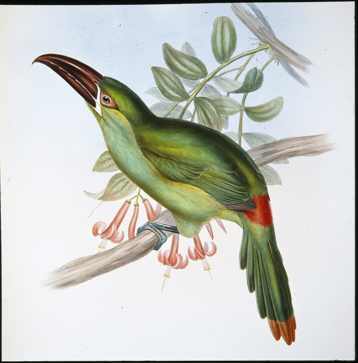 Vérbordás csőrű tukán (Aulacoramphus Haematopygius) (kézzel színezett litho) alkotó: John (after) Gould