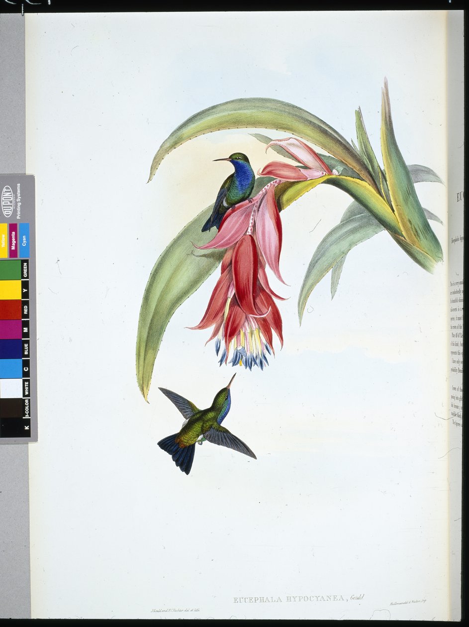 Kékmellű zafír (Eucephala Hypocyanea) (kézzel színezett litho) alkotó: John (after) Gould