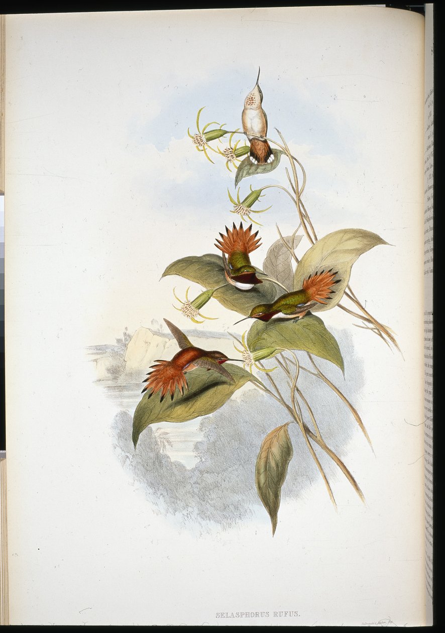 Kékfejű zafír (eucephala grayi) (kézzel színezett litho) alkotó: John (after) Gould
