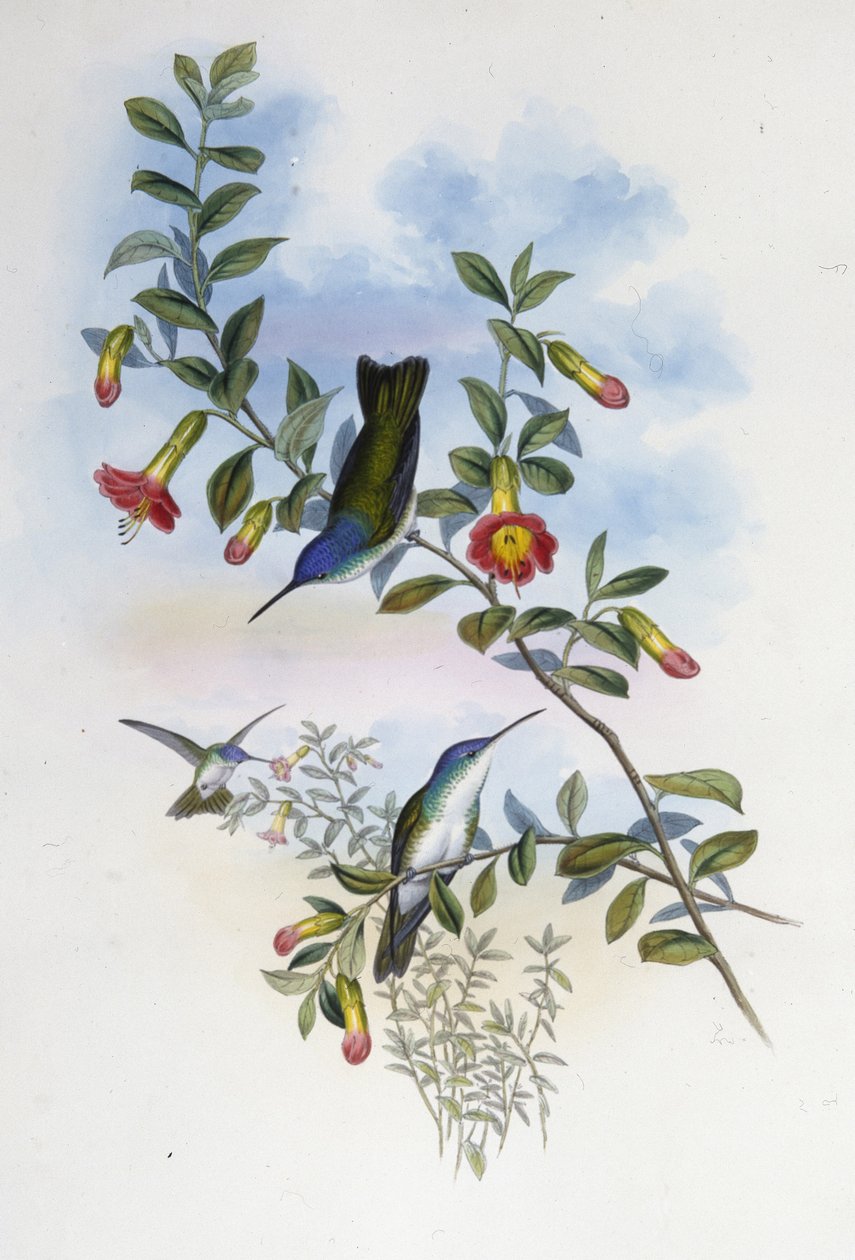 Kéknyakú azúrkék korona (Cyanomyia Cyanocollis) (kézzel színezett litho) alkotó: John (after) Gould