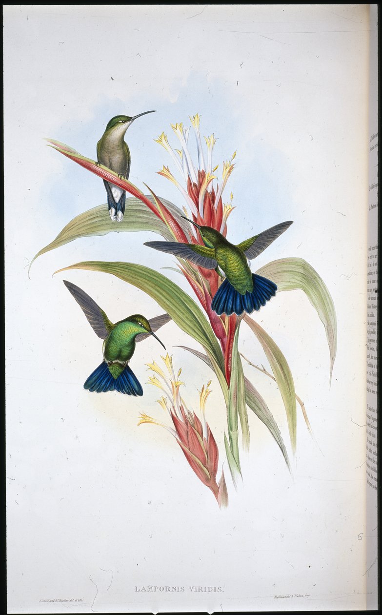 Kékfarkú mangó kolibri (Lampornis Viridis) (kézzel színezett litho) alkotó: John (after) Gould