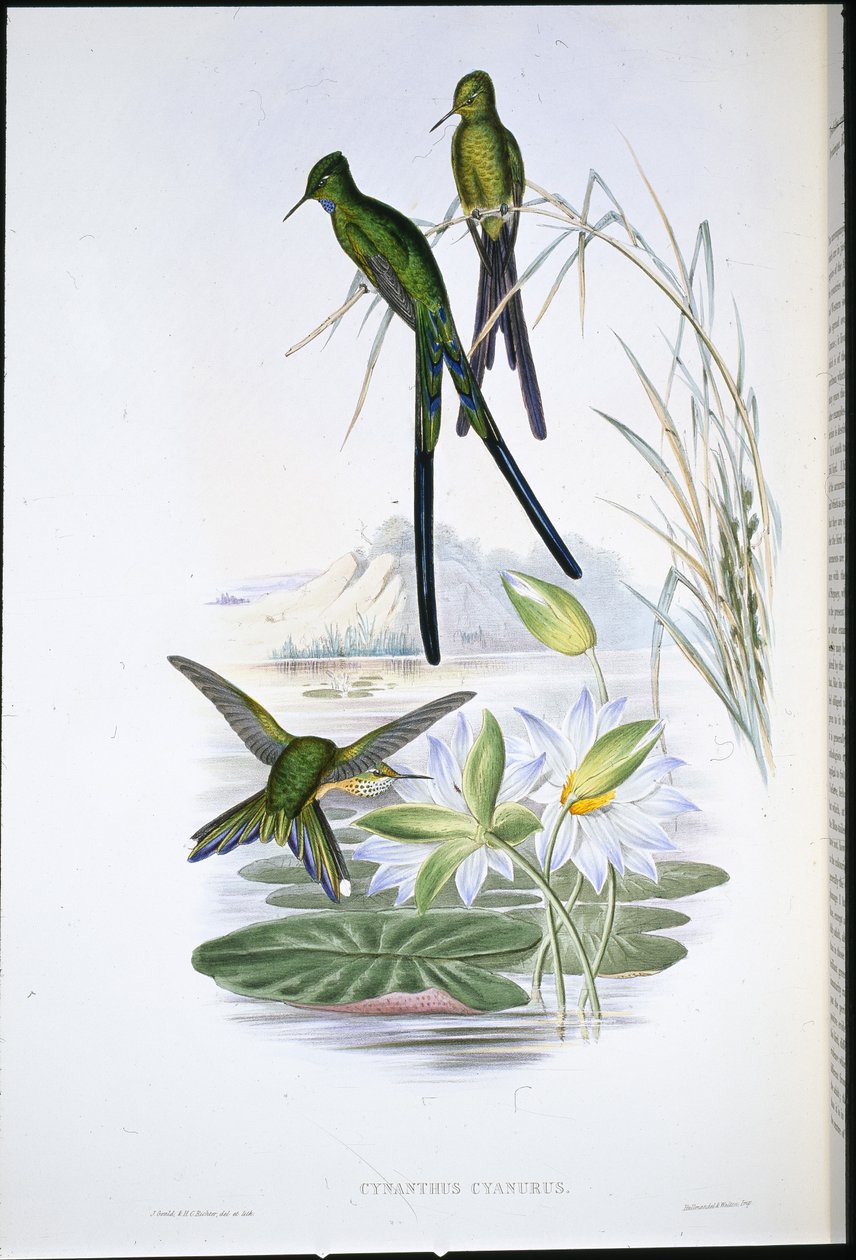 Blue-tailed Sylph (Cynanthus Cyanurus) (kézzel színezett litho) alkotó: John (after) Gould