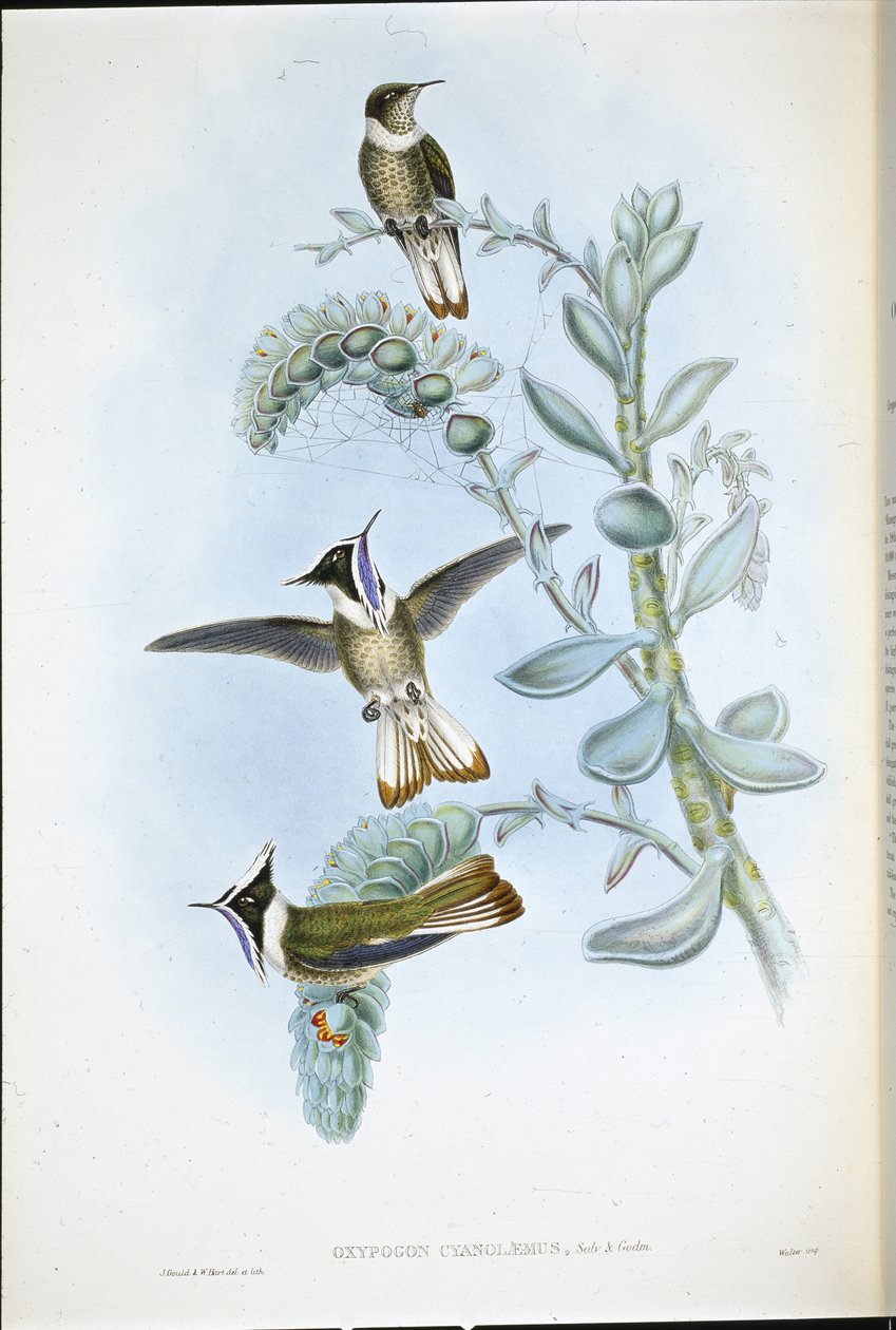 Kéktorkú Hlemte Crest (Oxypogon Cyanolaemus) (kézzel színezett litho) alkotó: John (after) Gould