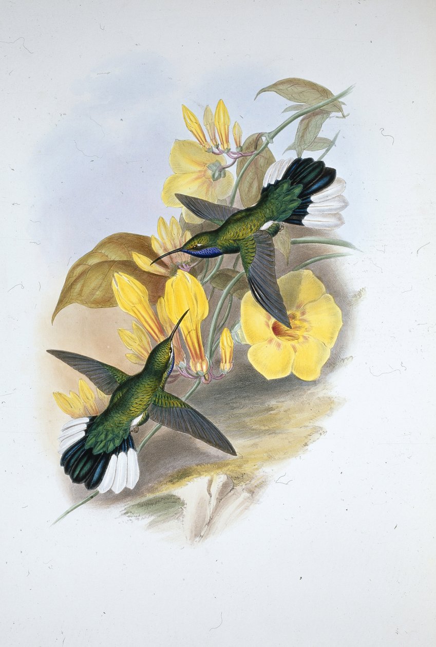 Kéktorkú kardszárnyú (Campylopterus Ensipennis) (kézzel színezett litho) alkotó: John (after) Gould