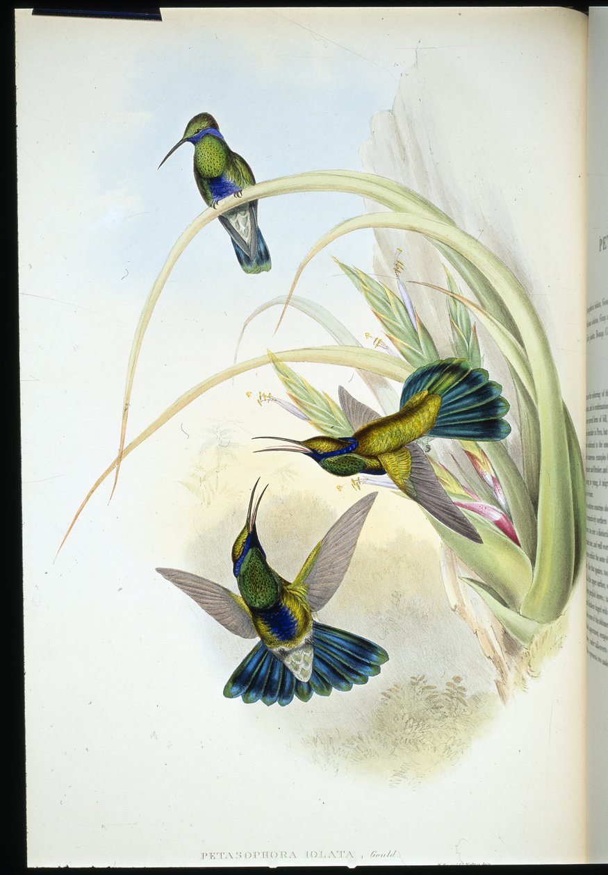 Bolíviai ibolyafül (Petasophora Iolata) (kézzel színezett litho) alkotó: John (after) Gould