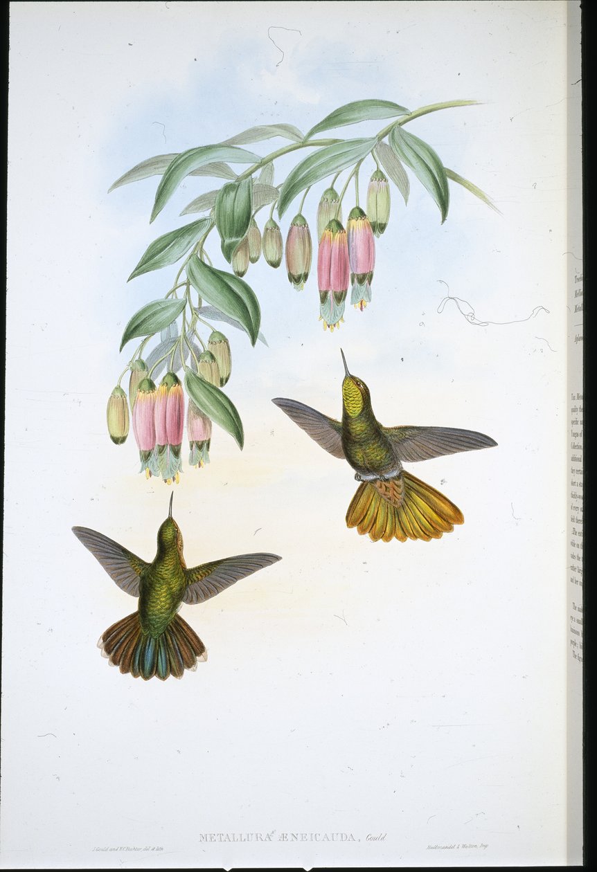 Brassy Tail (Metallura Aeneicauda) (kézzel színezett litho) alkotó: John (after) Gould