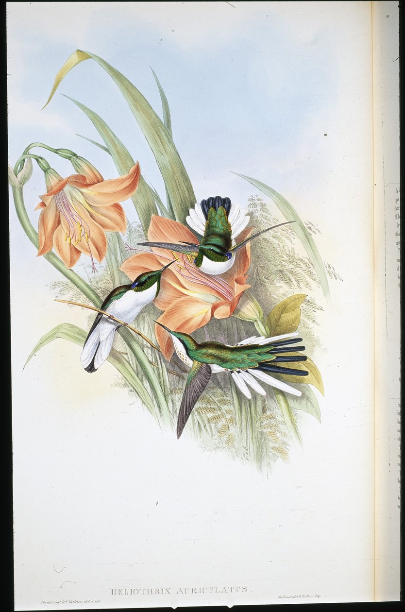 Brazil tündér (Heliothrix Auriculatus) (kézzel színezett litho) alkotó: John (after) Gould