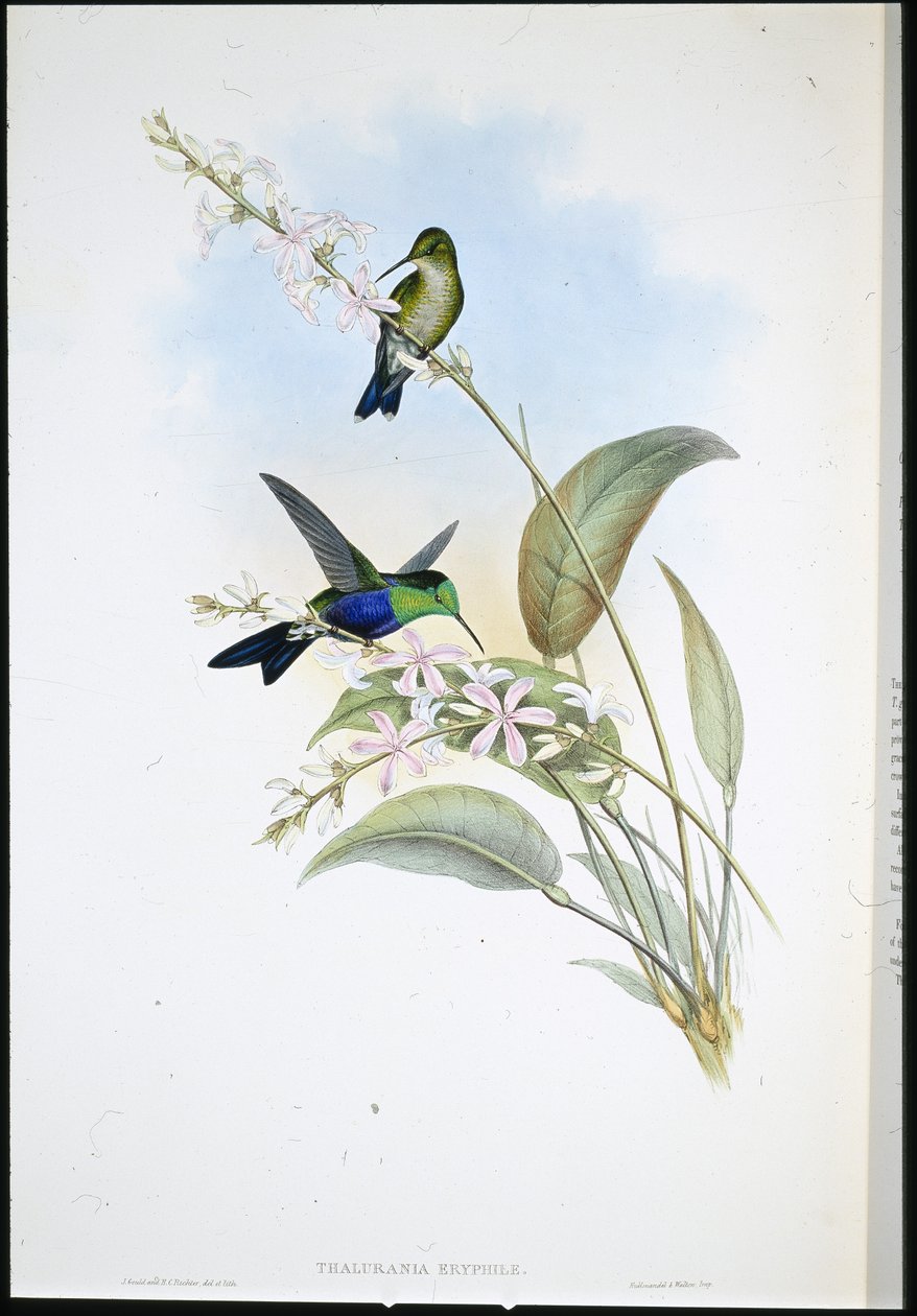 Brazil panopliták (Thalurania Eryphile) (kézzel színezett litho) alkotó: John (after) Gould