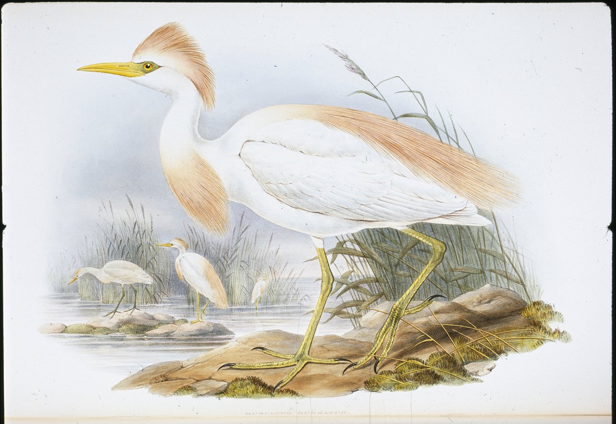 Buff hátú gém (Bubulcus Rassatus) (kézzel színezett litho) alkotó: John (after) Gould