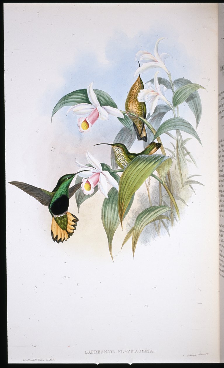 Bársonydongó (Lafresnaya Flavicaudata) (kézzel színezett litográfia) alkotó: John (after) Gould
