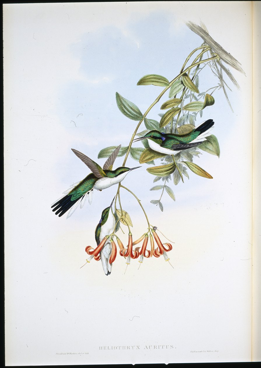 Cayenne-i tündér (Heliothryx Auritus) (kézzel színezett litho) alkotó: John (after) Gould