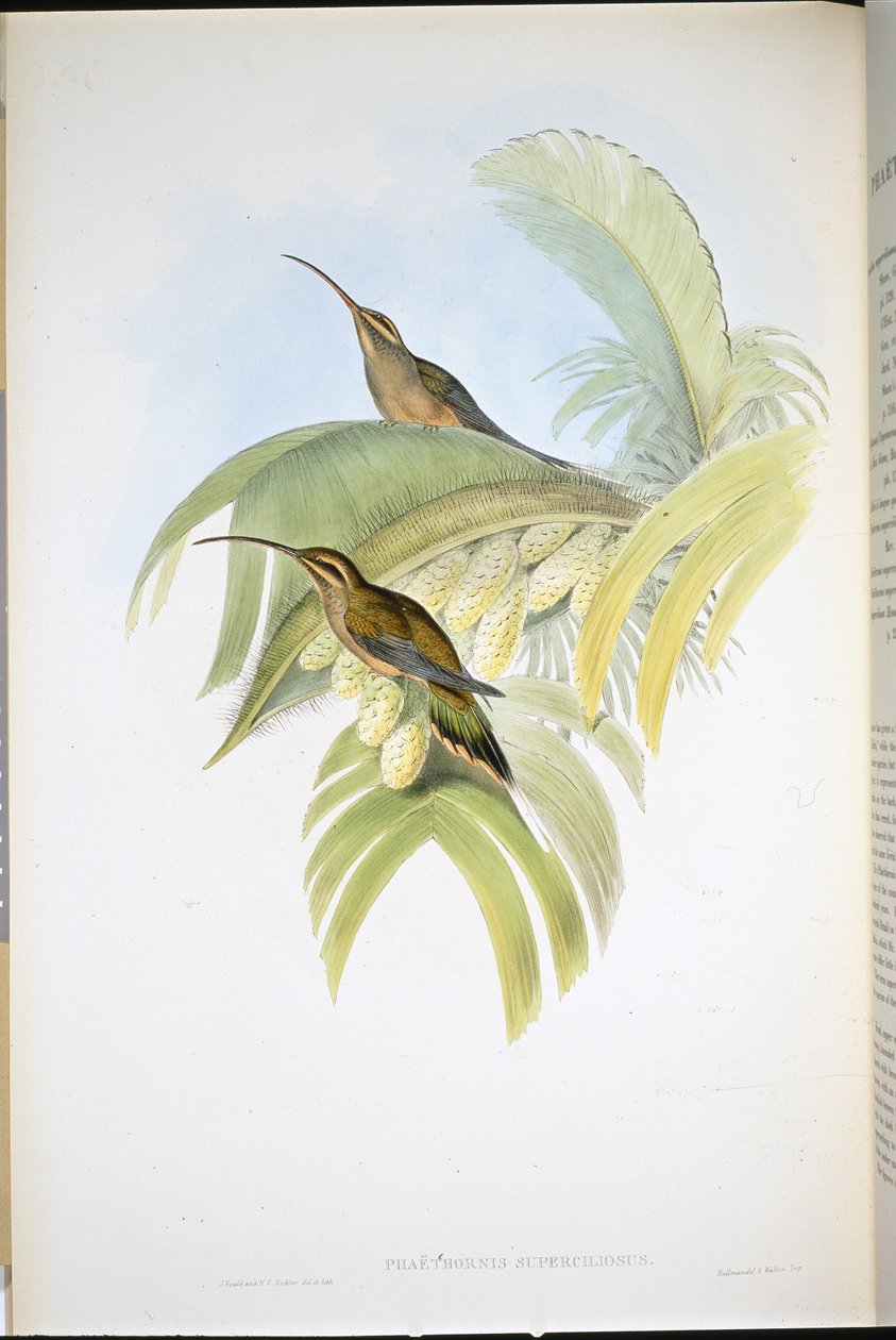 Cayenne Remete (Phaethornis Superciliosus) (kézzel színezett litó) alkotó: John (after) Gould