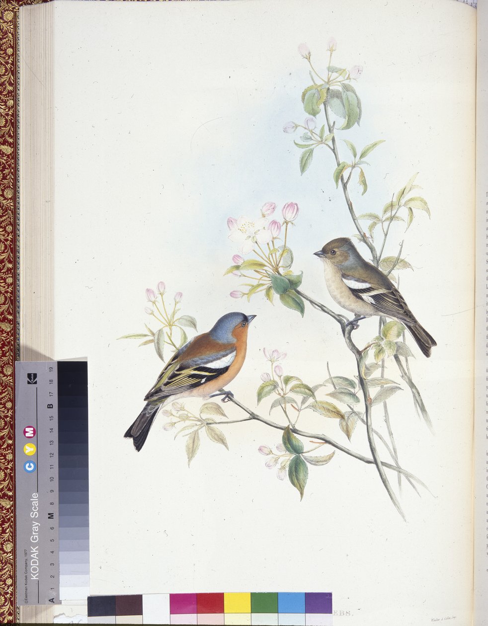 Pink (Fringilla Caelebs) (kézzel színezett tagok) alkotó: John (after) Gould