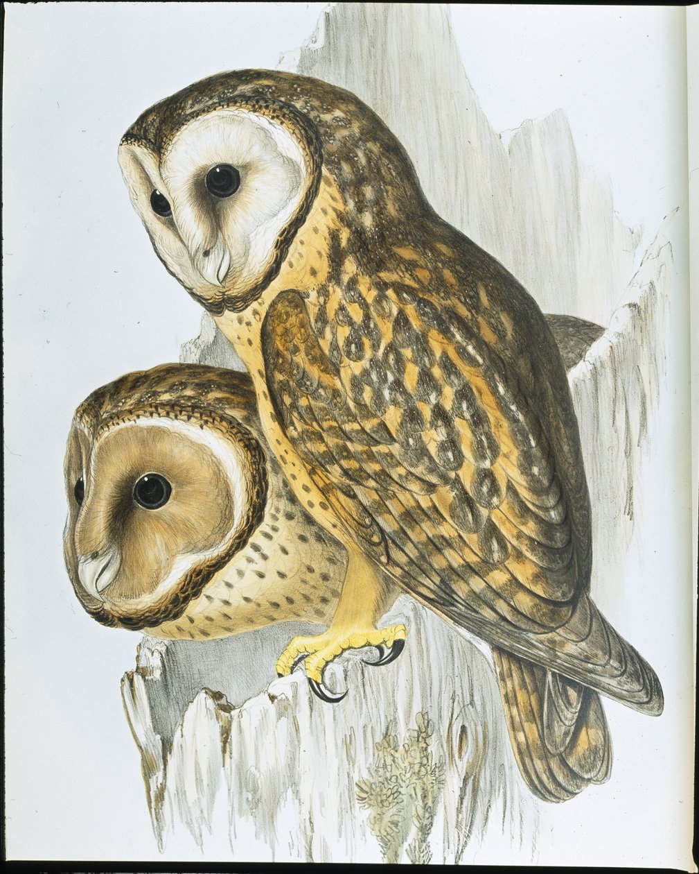 Gesztenyearcú bagoly (Strix Castanops) (kézzel színezett litho) alkotó: John (after) Gould