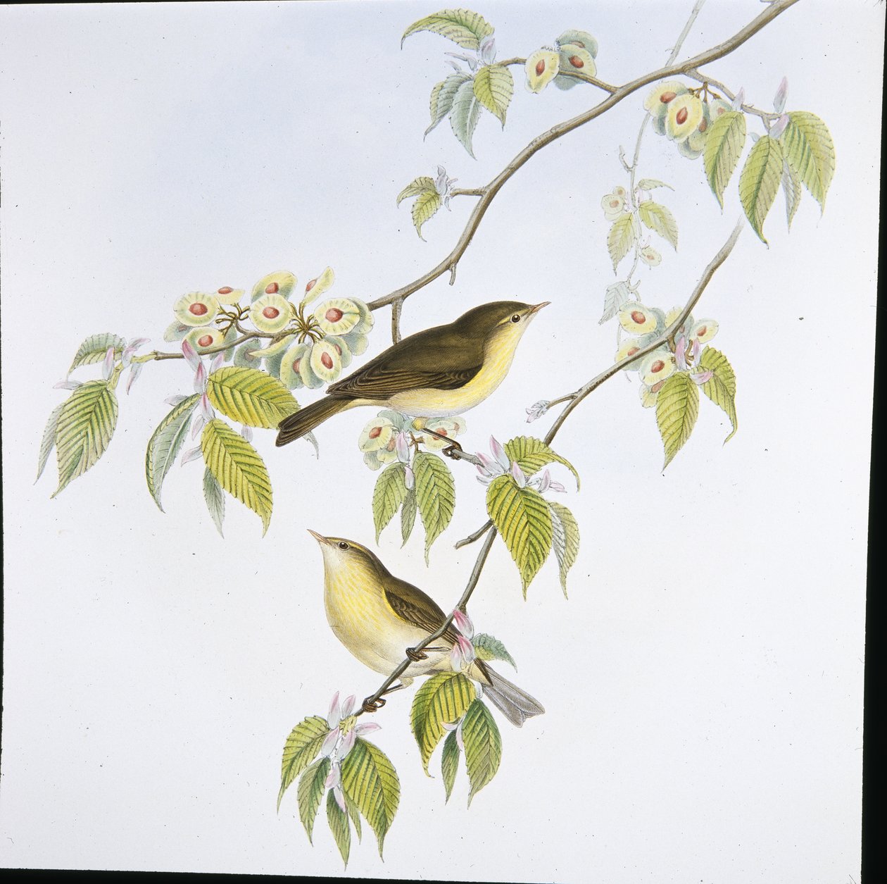 Chiff-Chaff (Phyllopneuste Rufa) (kézzel színezett litho) alkotó: John (after) Gould