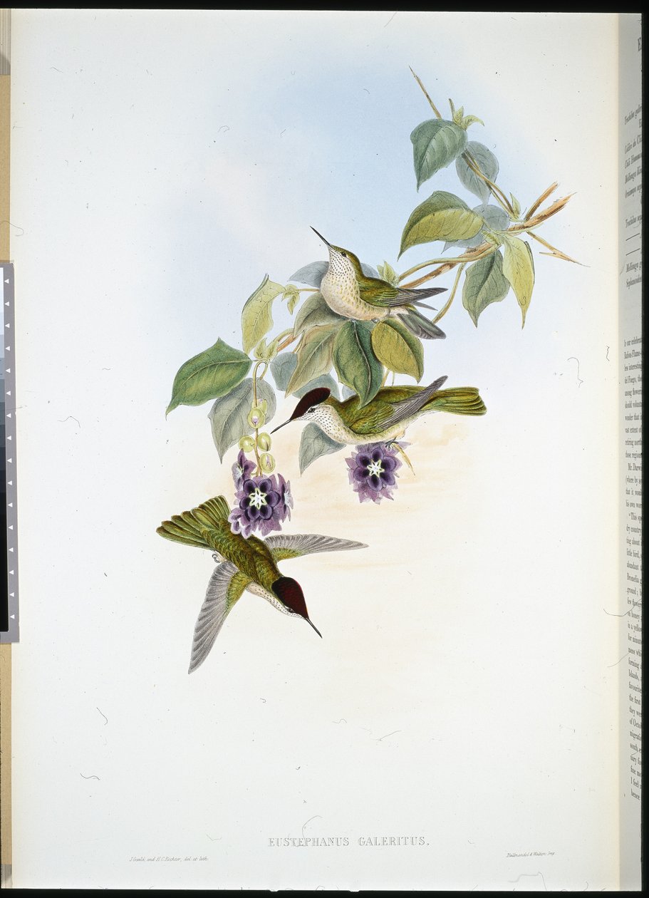 Chilei tűzkorona (Eustephanus Galeritus) (kézzel színezett litho) alkotó: John (after) Gould