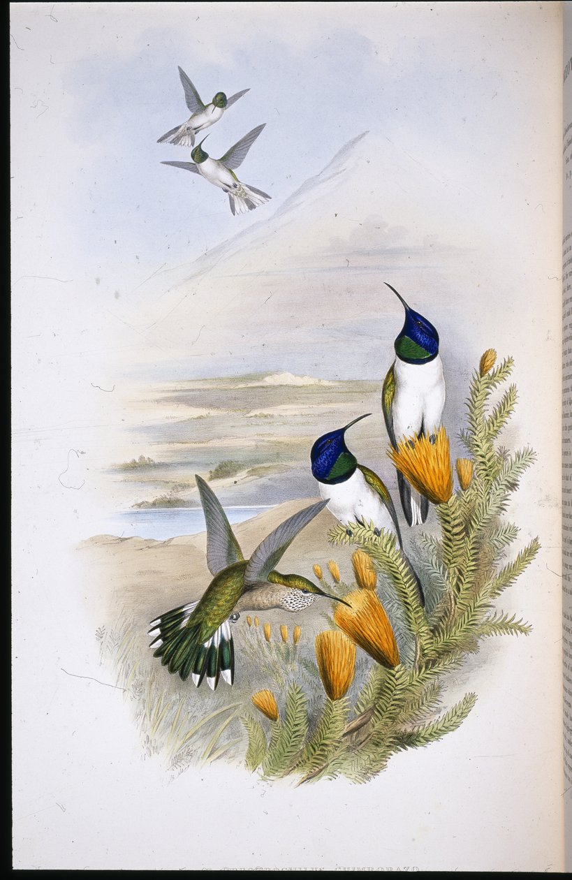Chimobrazian Hill-Star (Oreotrochilus Chimborazo) (kézzel színezett litho) alkotó: John (after) Gould