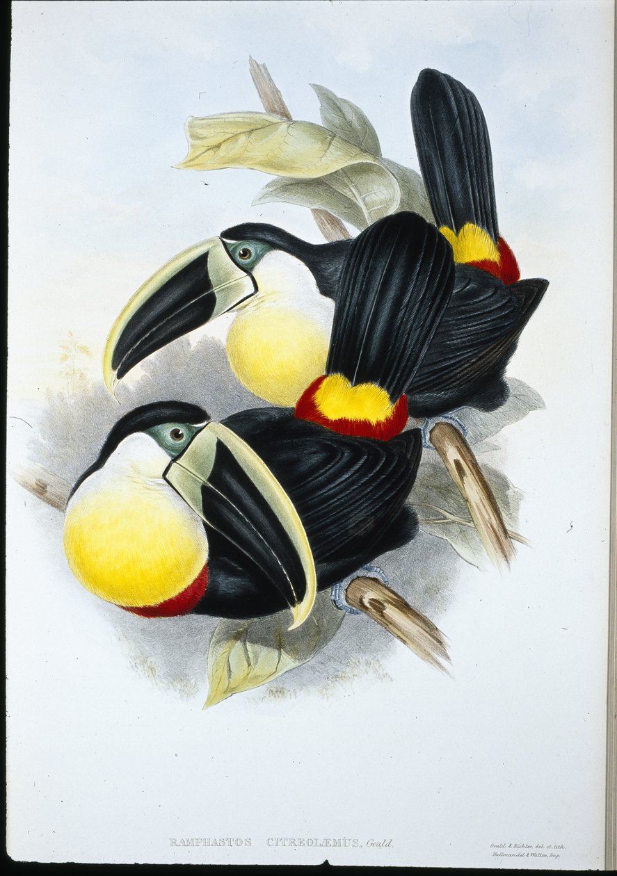 Citrommellű tukán (Ramphastos Citreolaemus) (kézzel színezett litho) alkotó: John (after) Gould
