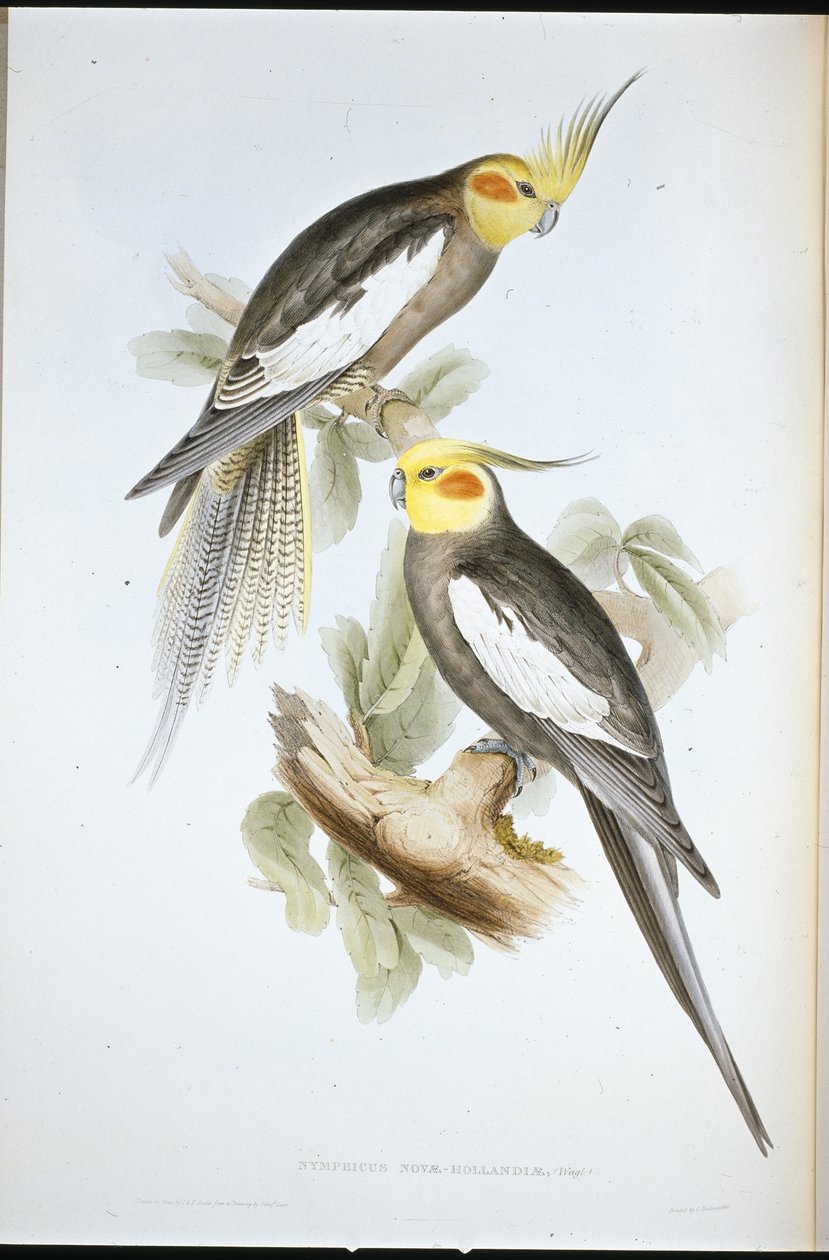 Kakadu papagáj (New Holland Nymph) (kézzel színezett litho) alkotó: John (after) Gould
