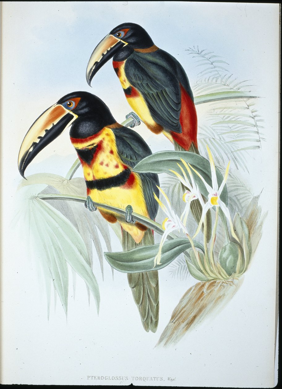 Galléros AracariI (Pteroglossus Torquatus) (kézzel színezett litho) alkotó: John (after) Gould