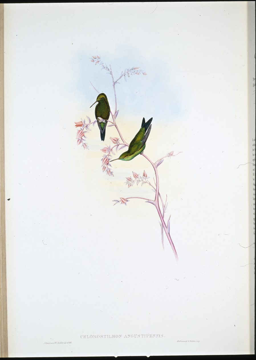 Kolumbiai smaragd (Chlorostilbon Angustipennis) (kézzel színezett litho) alkotó: John (after) Gould