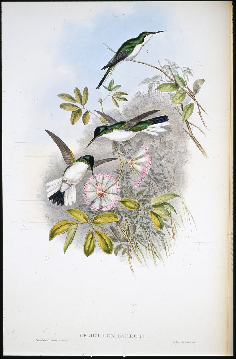 Kolumbiai tündér (Heliothrix Barroti) (kézzel színezett litho) alkotó: John (after) Gould