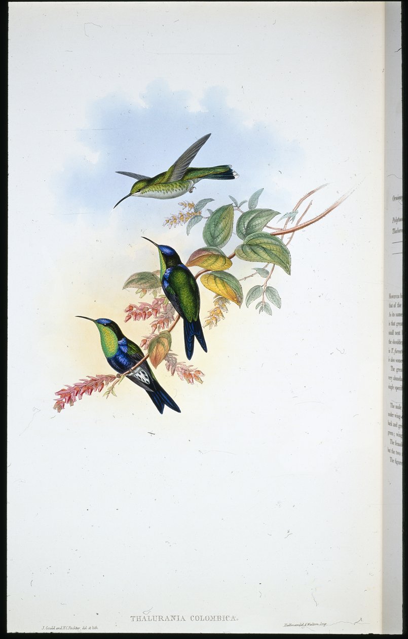 Columbian Panoplites / Coulmbiai Wood-nimfa (Thalurania Colombica) (kézzel színezett litho) alkotó: John (after) Gould