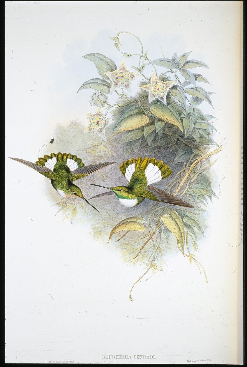 Conrad inka (Bourcieria Conradi) (kézzel színezett litográfia) alkotó: John (after) Gould