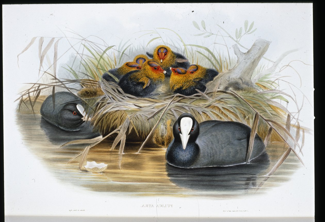 Szárcsa (Fulica Atra) (kézzel színezett litho) alkotó: John (after) Gould