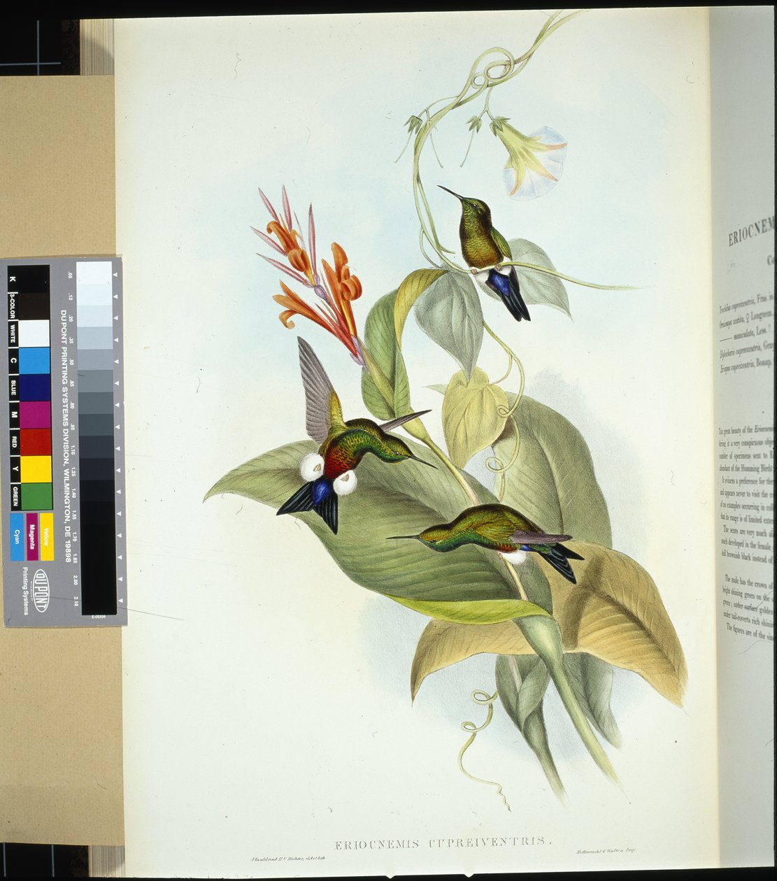 Rézhasú Puff Leg (eriocnemis cupreiventris) (kézzel színezett litho) alkotó: John (after) Gould
