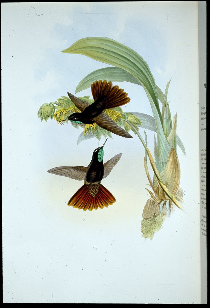 Rézfarkú (Metallura Cupreicauda) (kézzel színezett litho) alkotó: John (after) Gould