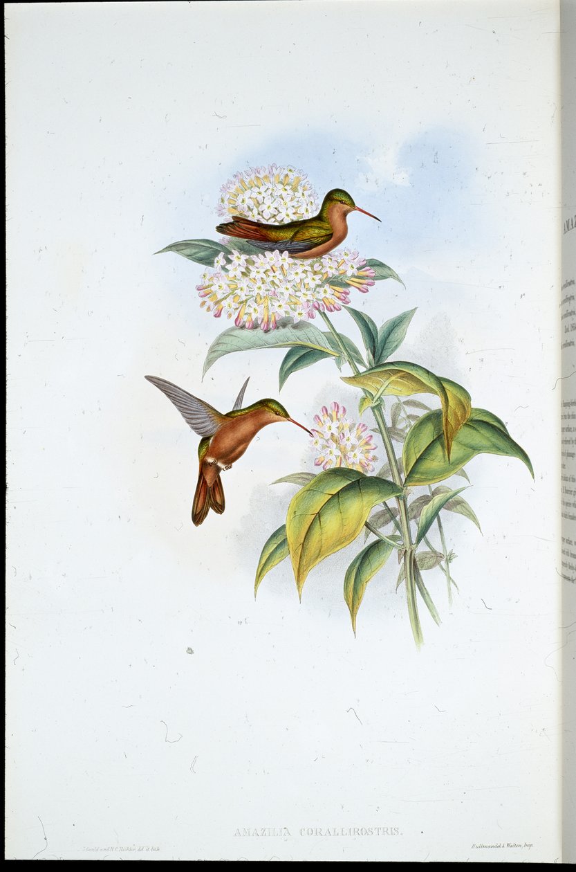 Korallcsőrű Amazili (Amazilia Corallirostris) (kézzel színezett litho) alkotó: John (after) Gould