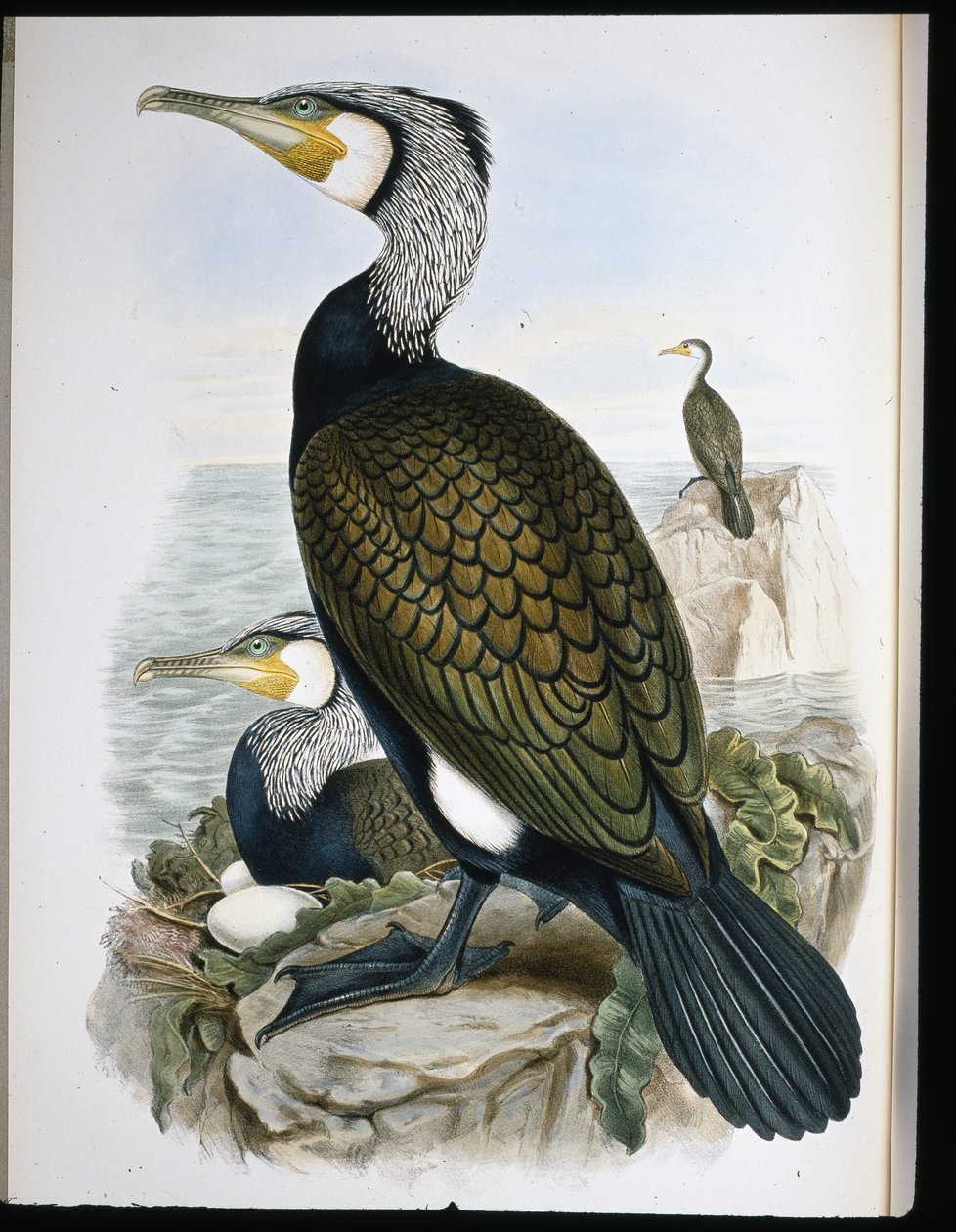 Kormorán (Phalacrocorax Carbo) (kézzel színezett litho) alkotó: John (after) Gould