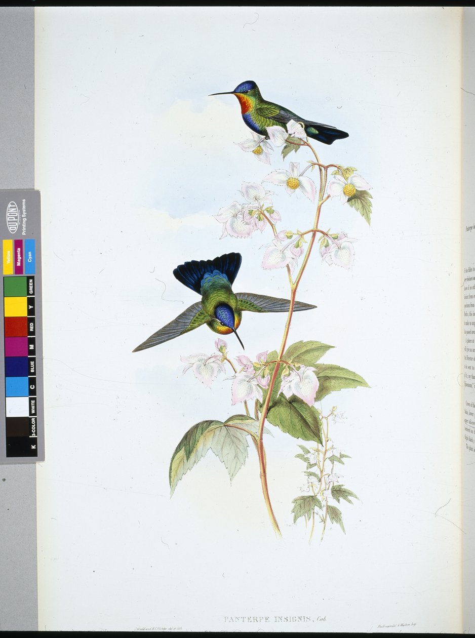 Costa Rica-i kolibri (Panterpeinsignis) (kézzel színezett litho) alkotó: John (after) Gould