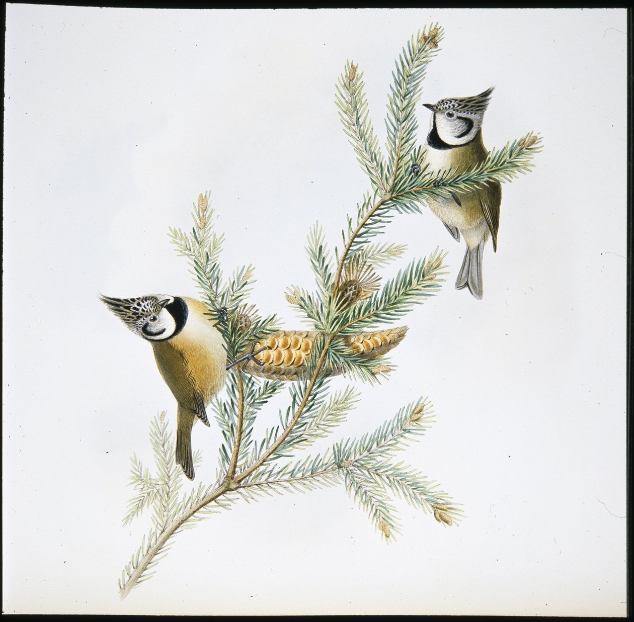 Tarajos cinege (Parus Cristatus) (kézzel színezett litho) alkotó: John (after) Gould