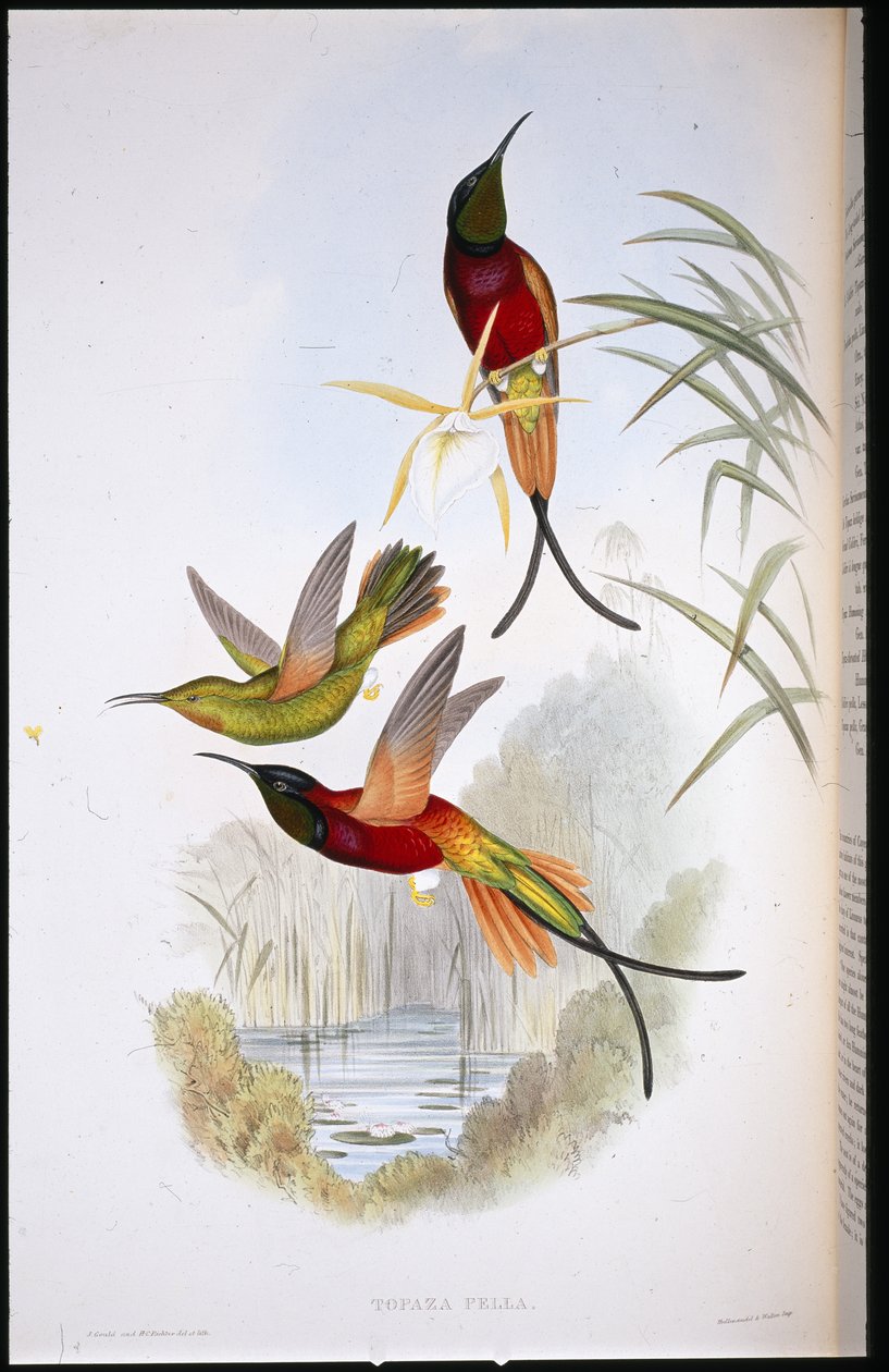 Bíbor topáz (Topaza Pella) (kézzel színezett litho) alkotó: John (after) Gould
