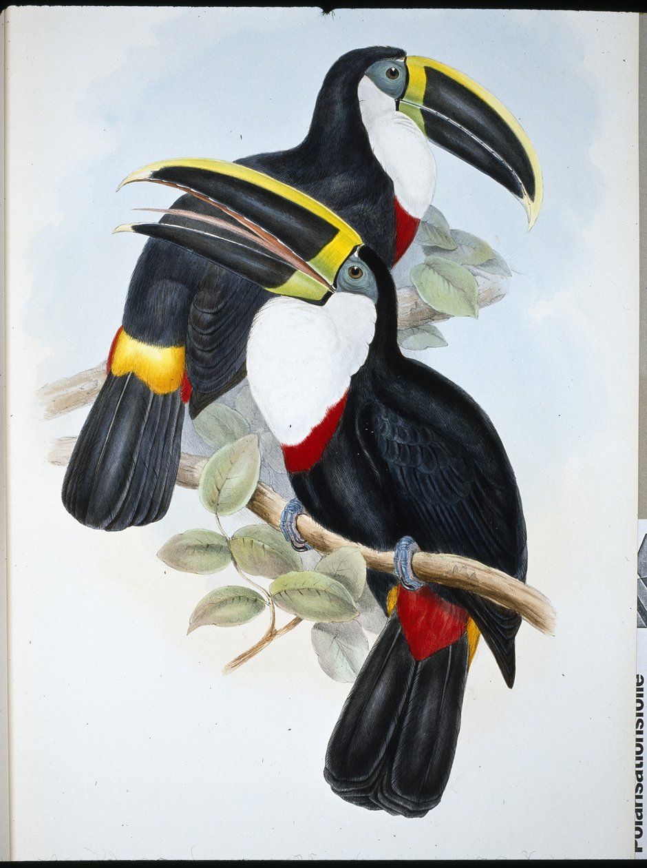 Kulminált tukán (Ramphastos Culminatus) (kézzel színezett litho) alkotó: John (after) Gould