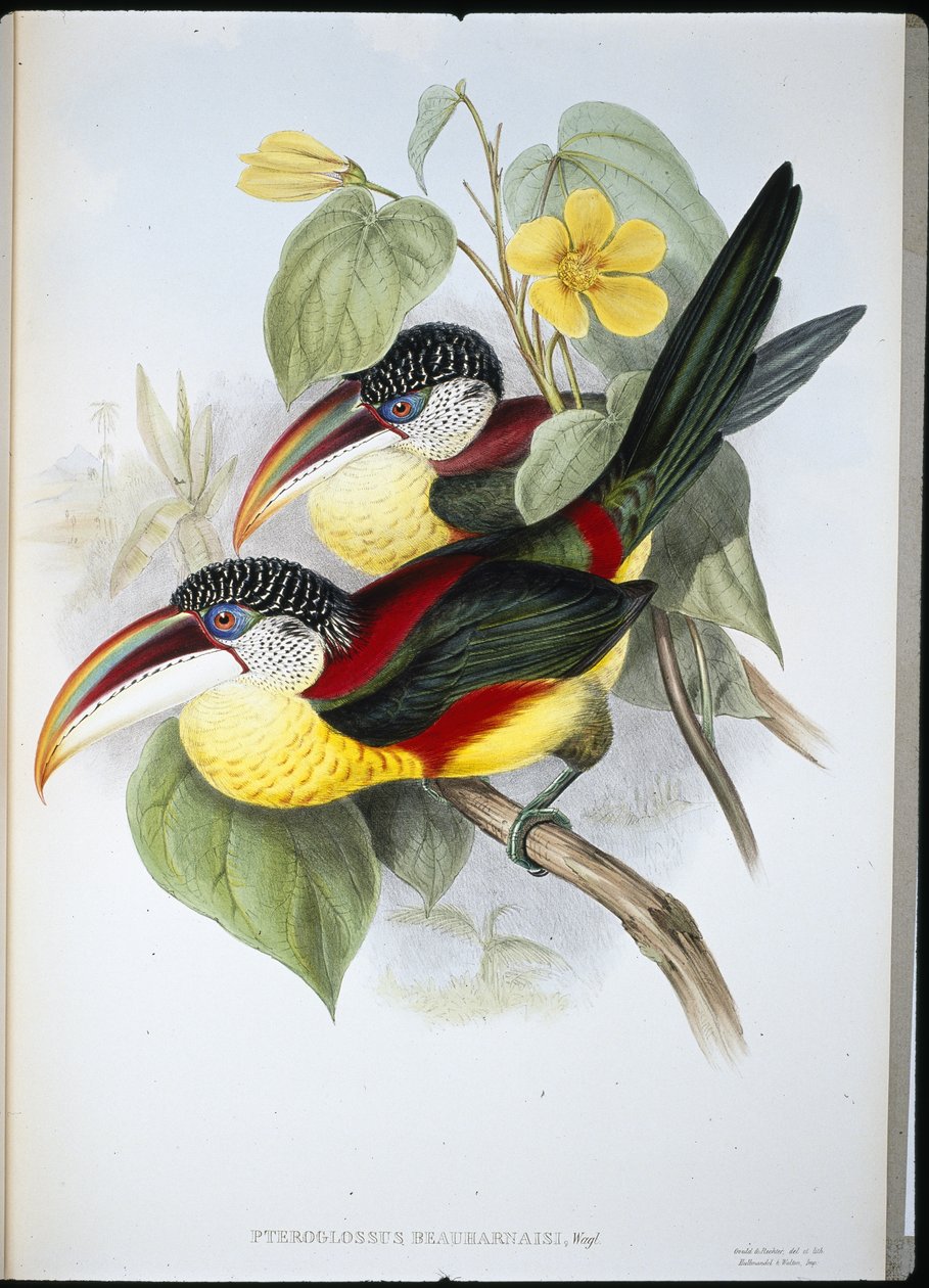 Göndör tarajos Aracari (Pteroglossus Beauharnaisi) (kézzel színezett litho) alkotó: John (after) Gould